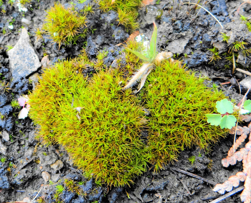 Tortella fragilis